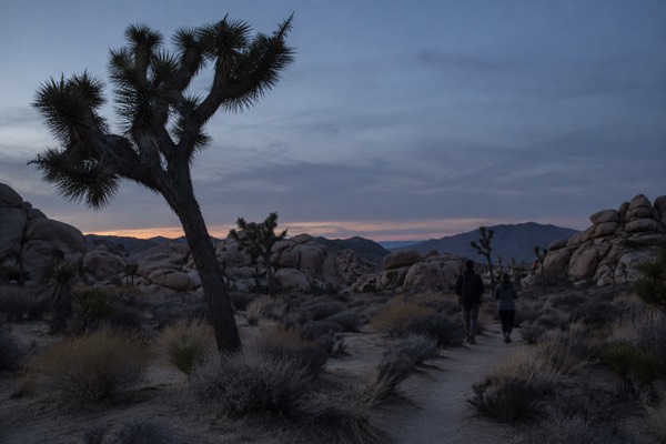 Private Joshua Tree NP Tour, Joshua Tree National Park