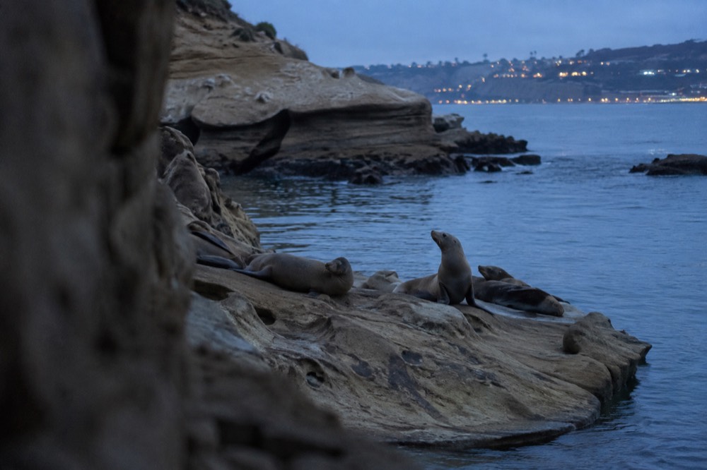 Sea lions resting on sandstone rocks beside calm green water at La Jolla Cove