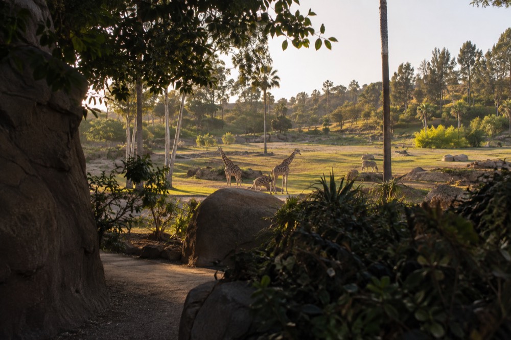 A wide savanna-style field exhibit with acacia trees and distant hills at golden hour