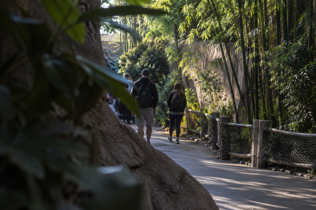 A shaded zoo path winding past tall bamboo and tropical foliage