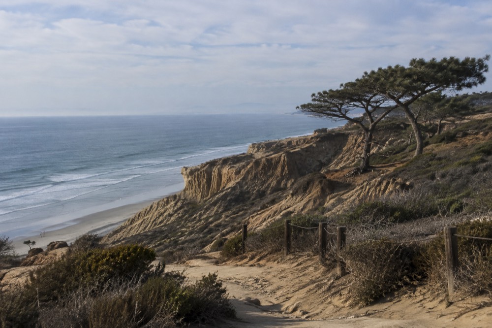 Sandstone cliffs and rare pine trees above a coastal beach at Torrey Pines