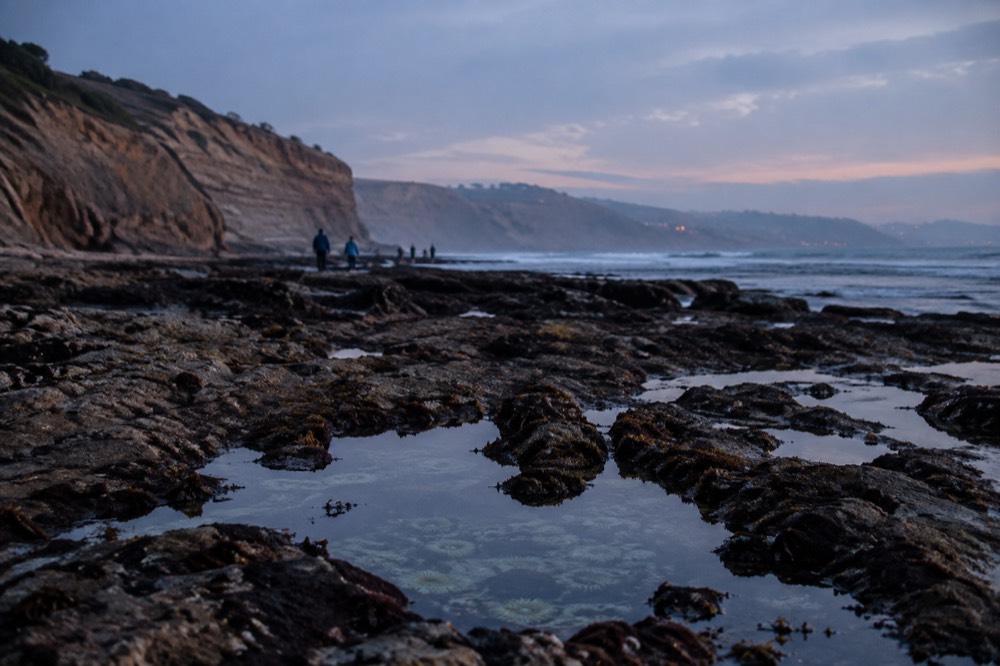 Rocky tide pools exposed at low tide below the La Jolla cliffs with anemones in still water