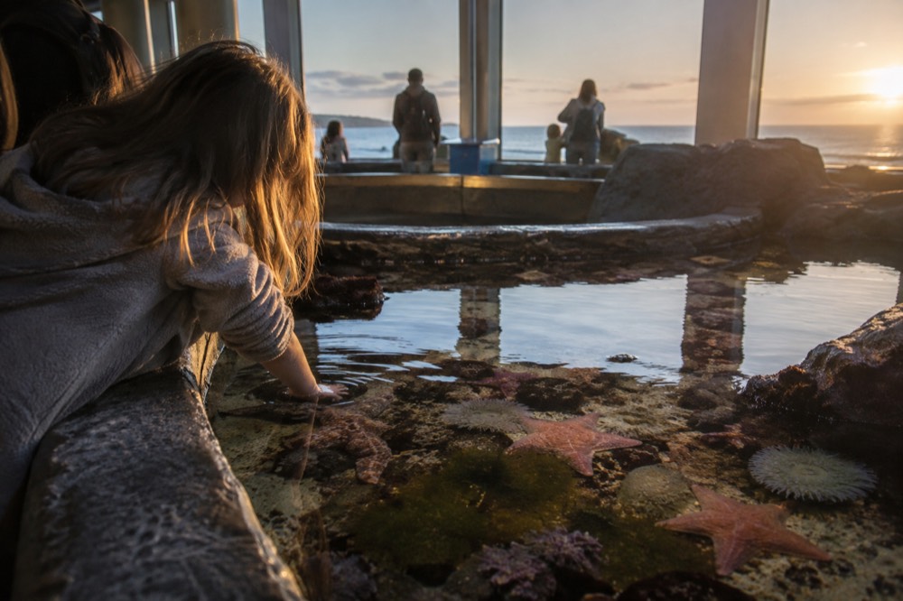 A shallow touch pool with starfish and anemones under aquarium lighting