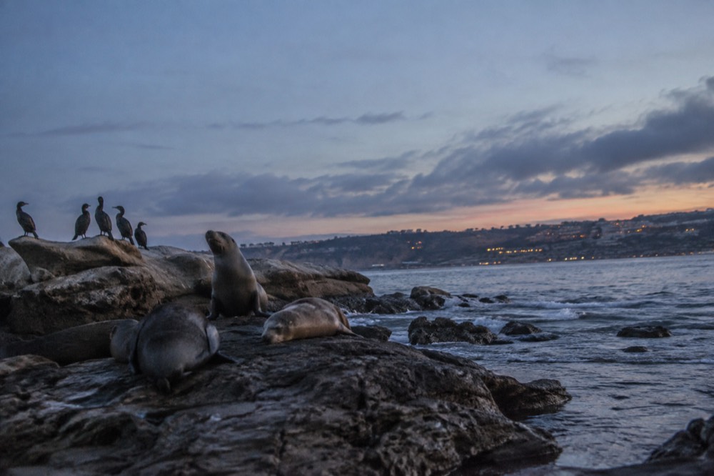 A rocky coastline with cormorants and sea lions on low rocks beside clear water