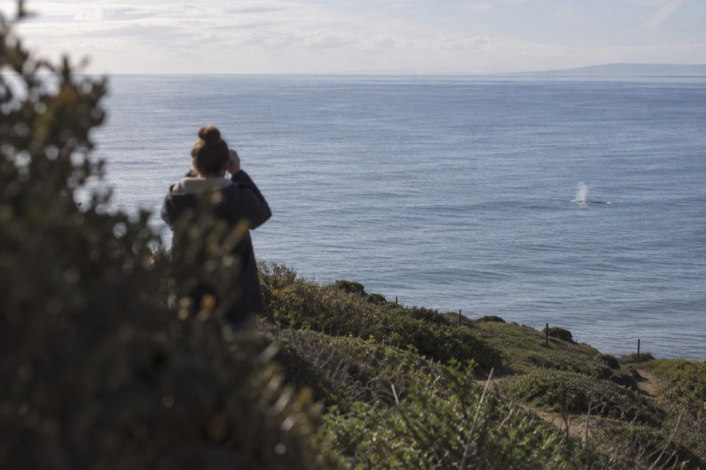 A gray whale spout visible offshore from the Point Loma bluff