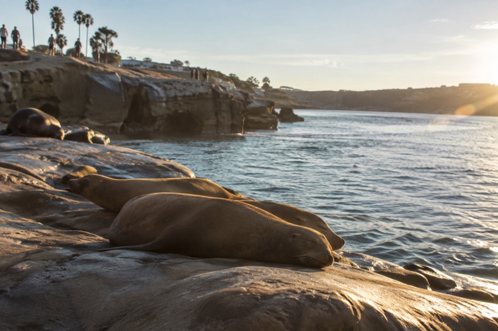 Sea lions resting on flat rocks beside calm green water