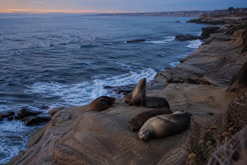 Sea lions resting on a rocky point above gentle surf