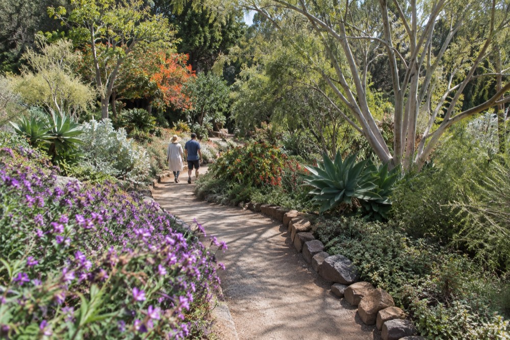 Sunlit garden path lined with flowering plants and mature trees