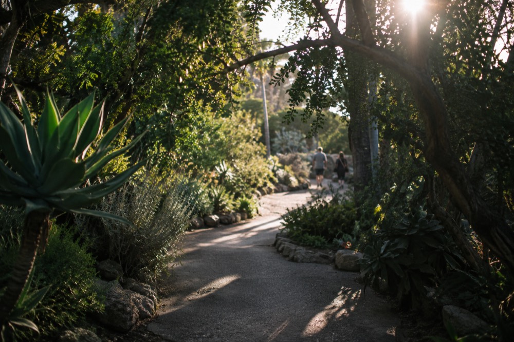 Shaded garden path with dense green foliage and dappled sunlight
