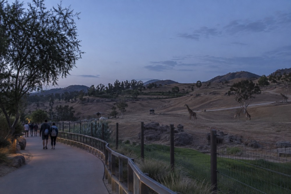 Visitors walking a paved path beside a tall fence with acacia trees and rolling hills beyond