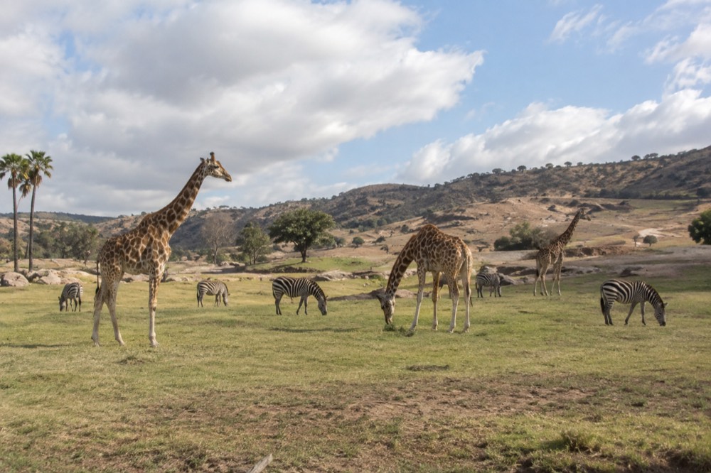 A herd of giraffes and zebras grazing together across a wide grassy field exhibit