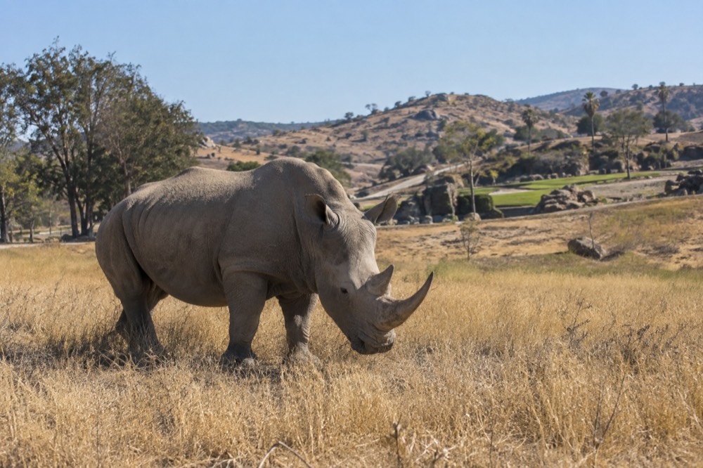 A rhinoceros standing in dry golden grass under a wide open sky