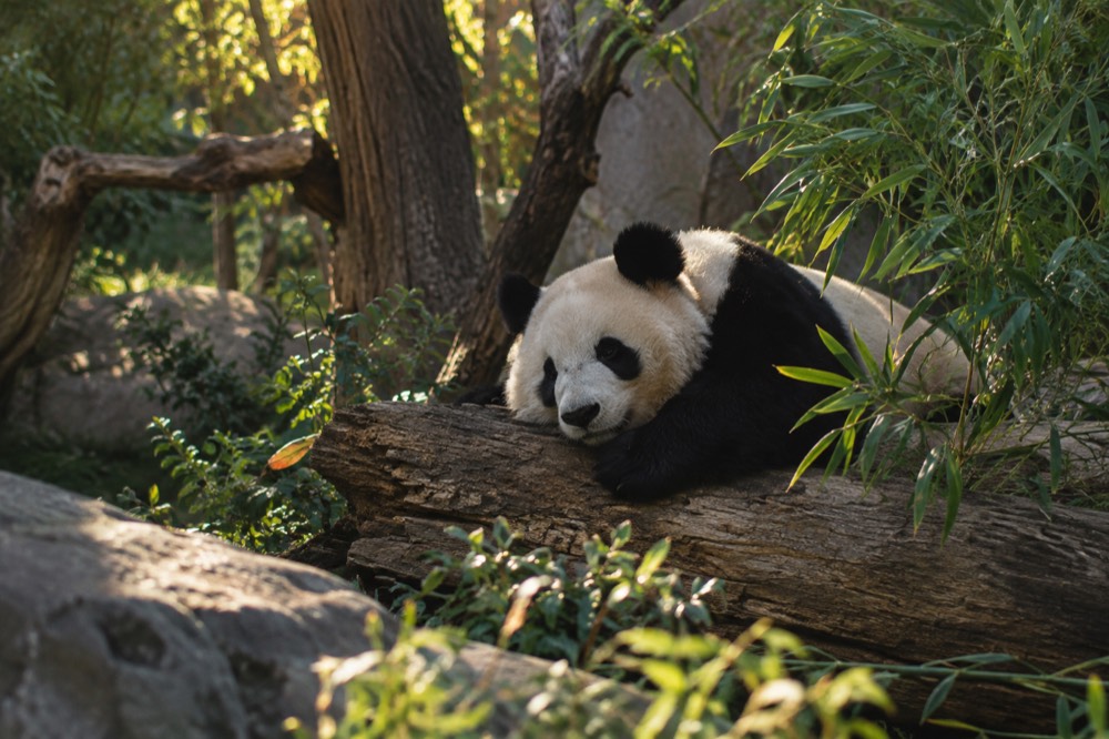 A giant panda resting on a log in a shaded habitat with bamboo plants