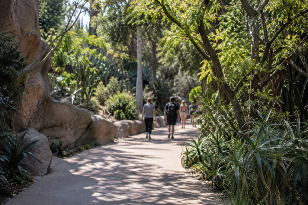 A wide planted garden path with a tall canopy of trees inside a park