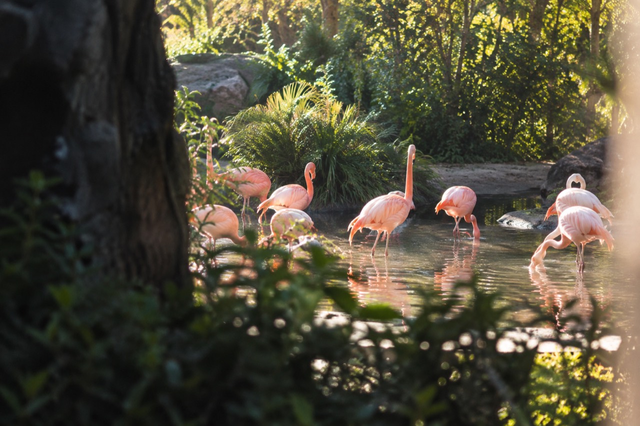Flamingos standing in shallow water with greenery behind them at the San Diego Zoo