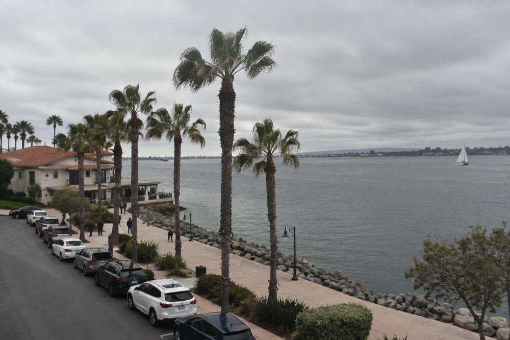 Palm-lined street with parked cars near the waterfront