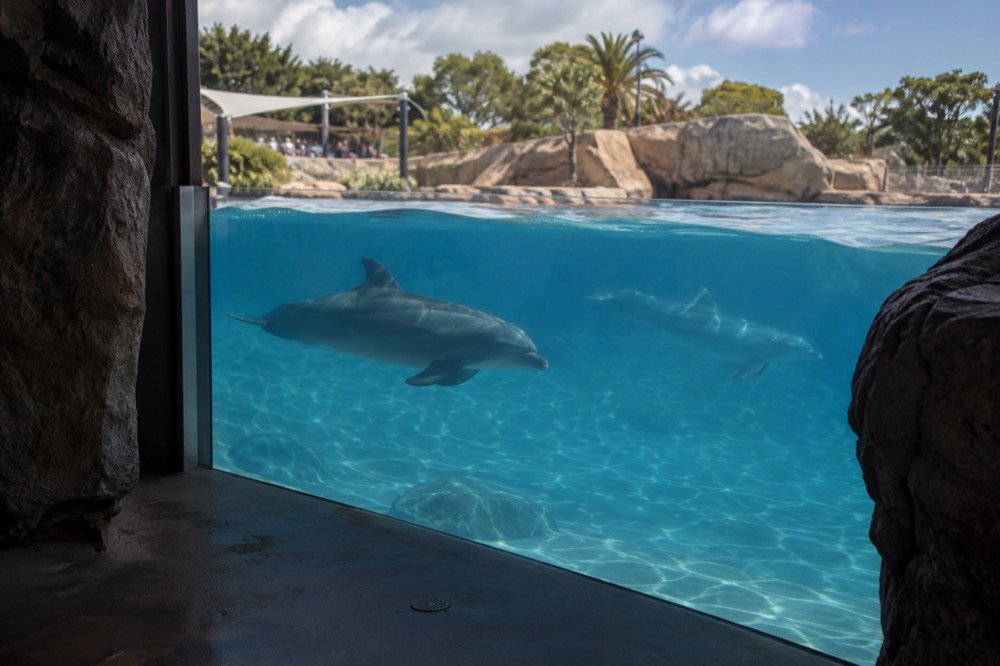 Underwater viewing window with dolphins swimming in a large blue habitat pool