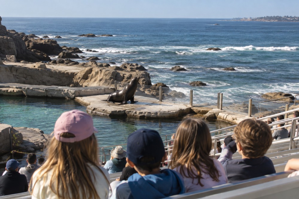 Children watching a sea lion presentation from stadium seating