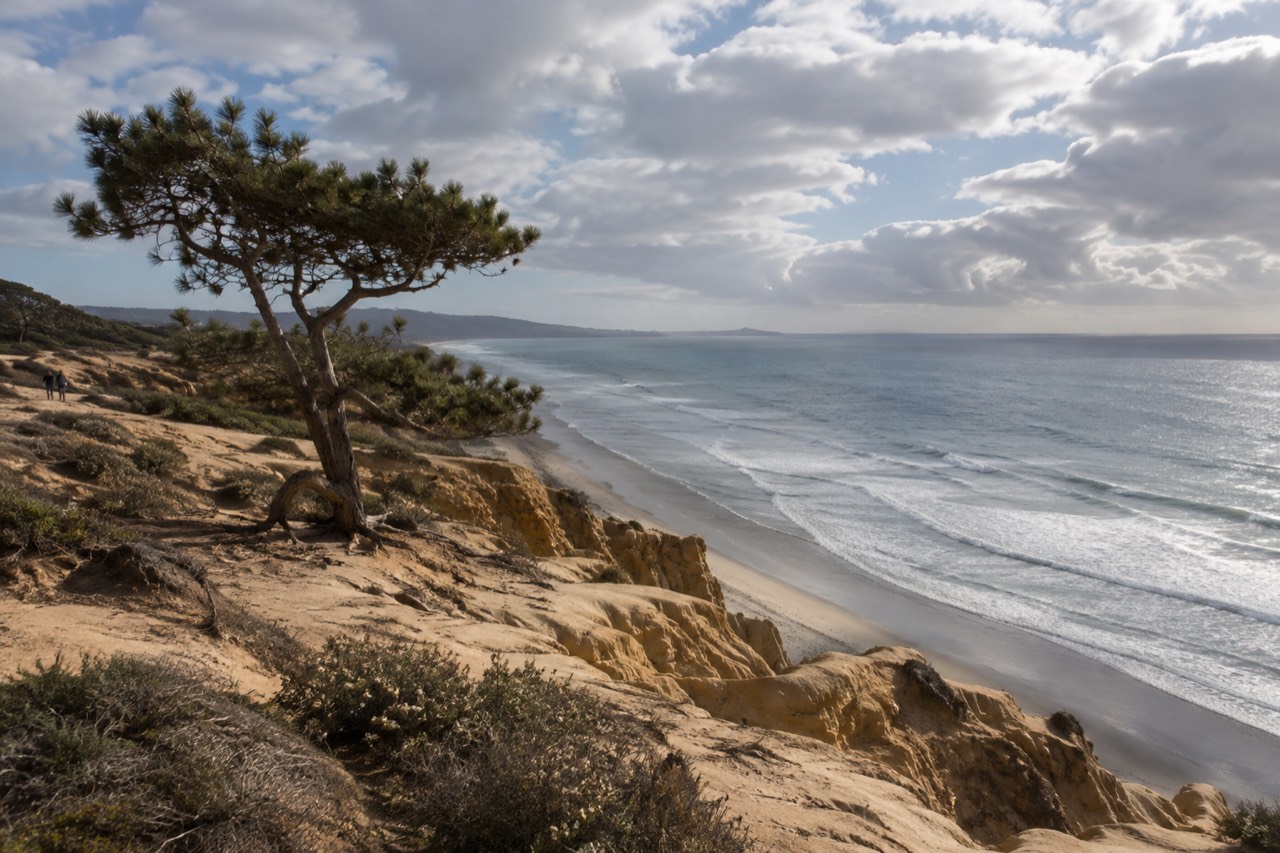 Sandstone cliffs along the Torrey Pines coast with the Pacific Ocean beyond