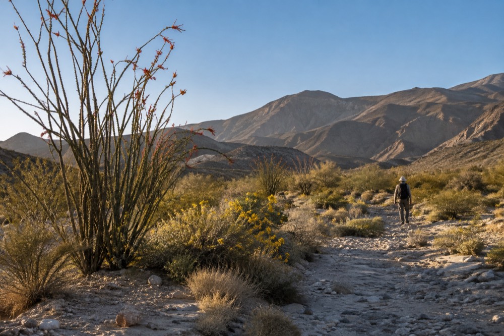 Desert wash lined with small flowering shrubs under a deep blue sky