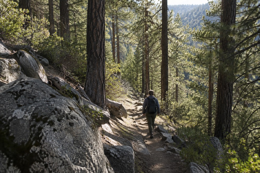 Hiker walking a narrow dirt trail through tall pines toward sunlight