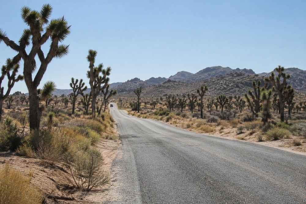 An open desert road lined with Joshua trees stretching toward distant hills