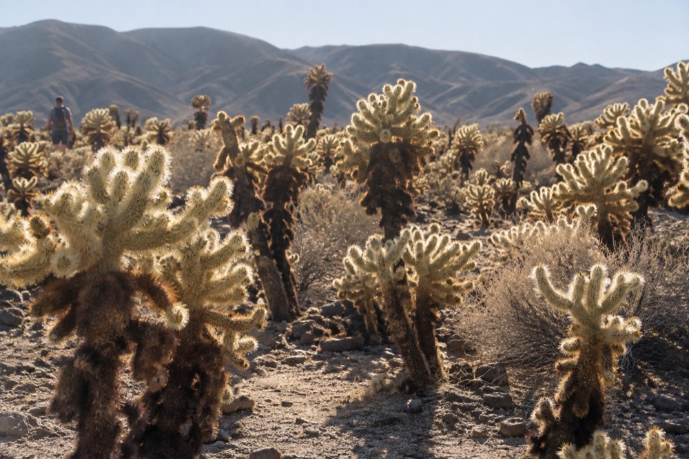 A dense stand of cholla cactus glowing in low morning light