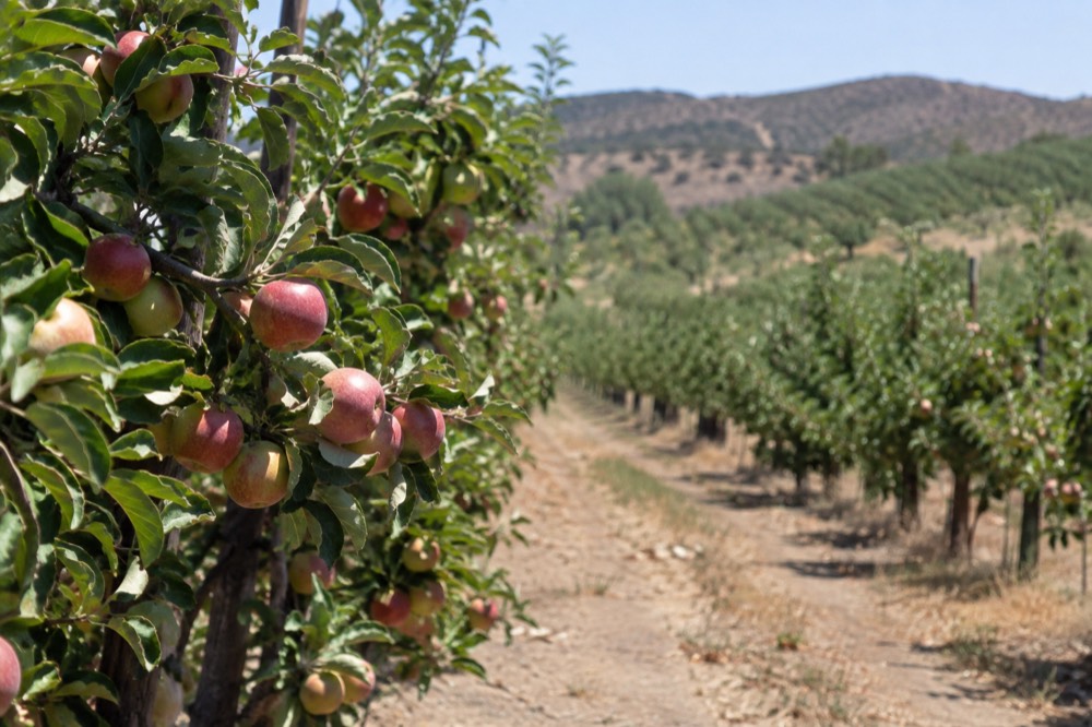 Apple orchard rows on rolling hills under a clear sky