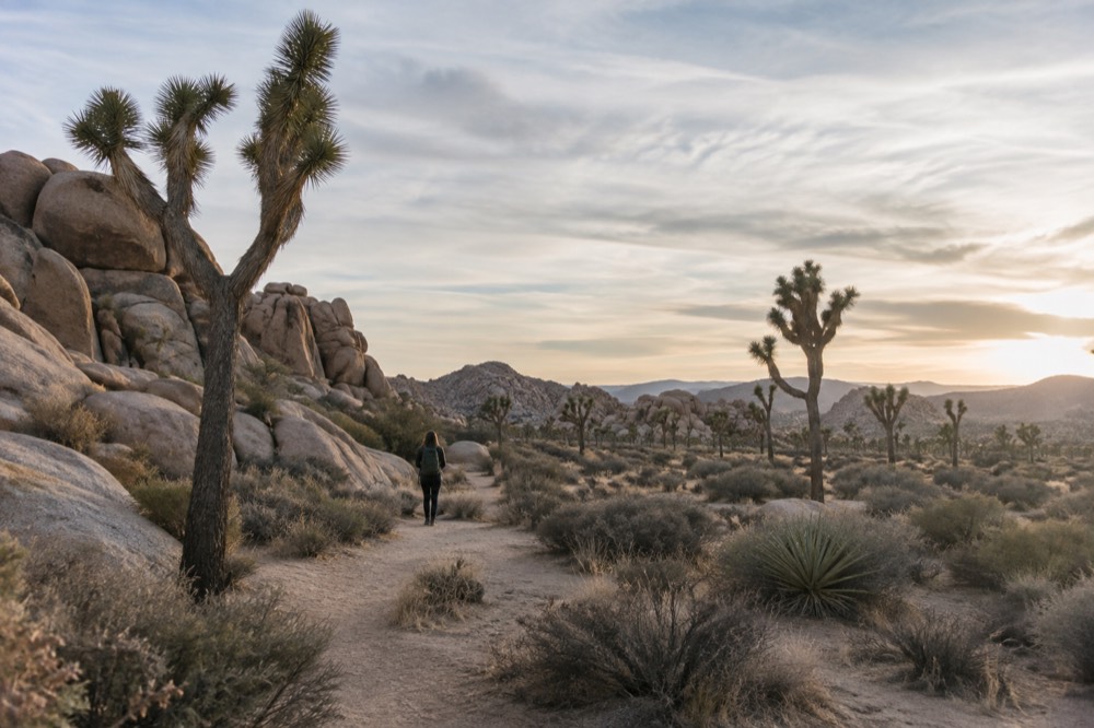 Desert landscape with distinctive Joshua trees and rock formations in late day light
