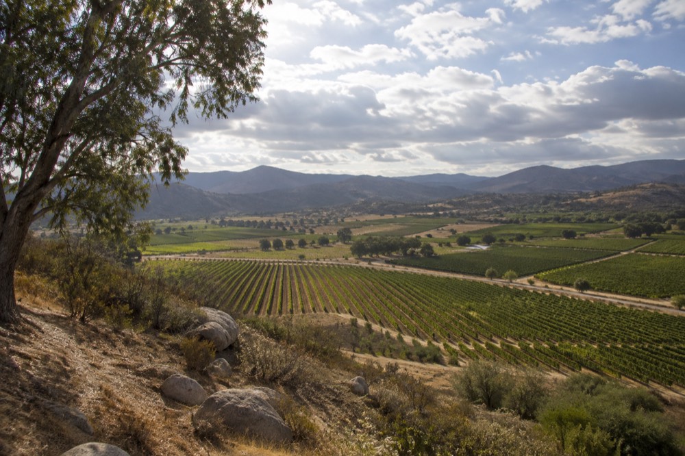 Vineyard rows stretching across a valley floor with hills in the distance