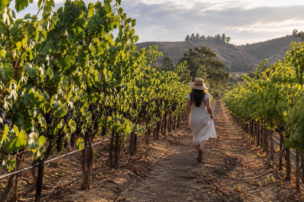 Grapevines with green leaves and clusters of grapes in warm afternoon light