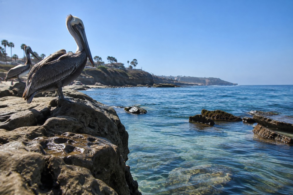 La Jolla Cove coastline with pelicans on the rocks and clear water