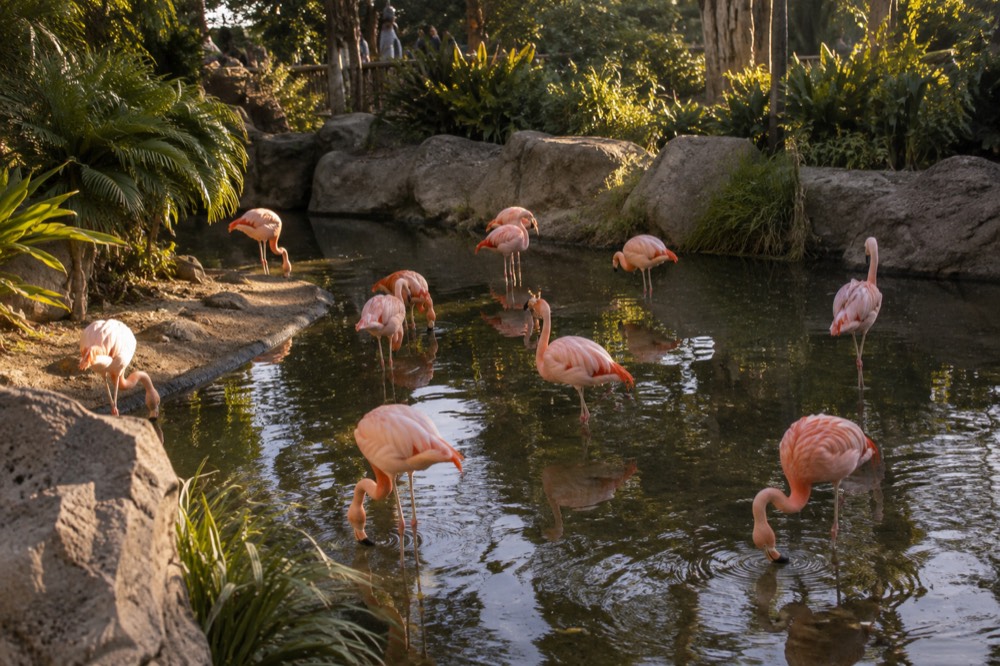 Flamingos standing in the lagoon at the San Diego Zoo