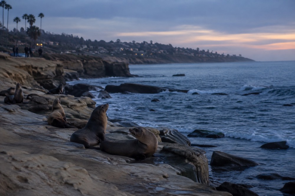 Sea lions resting on rocks at a La Jolla cove with ocean behind