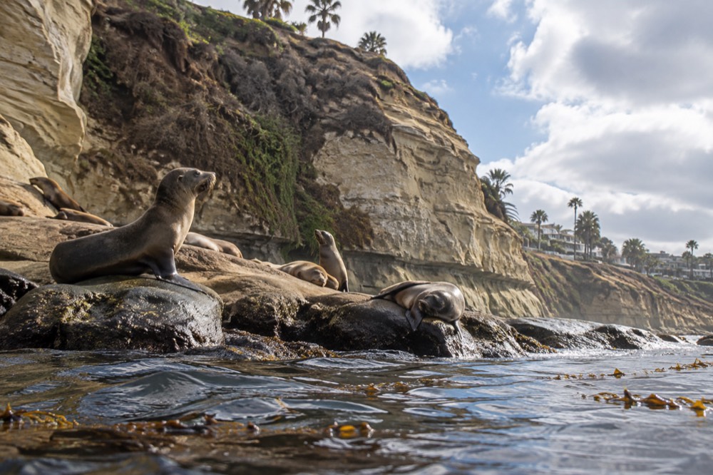Sea lions resting on low rocks at the base of a sandstone cliff above kelp-filled water