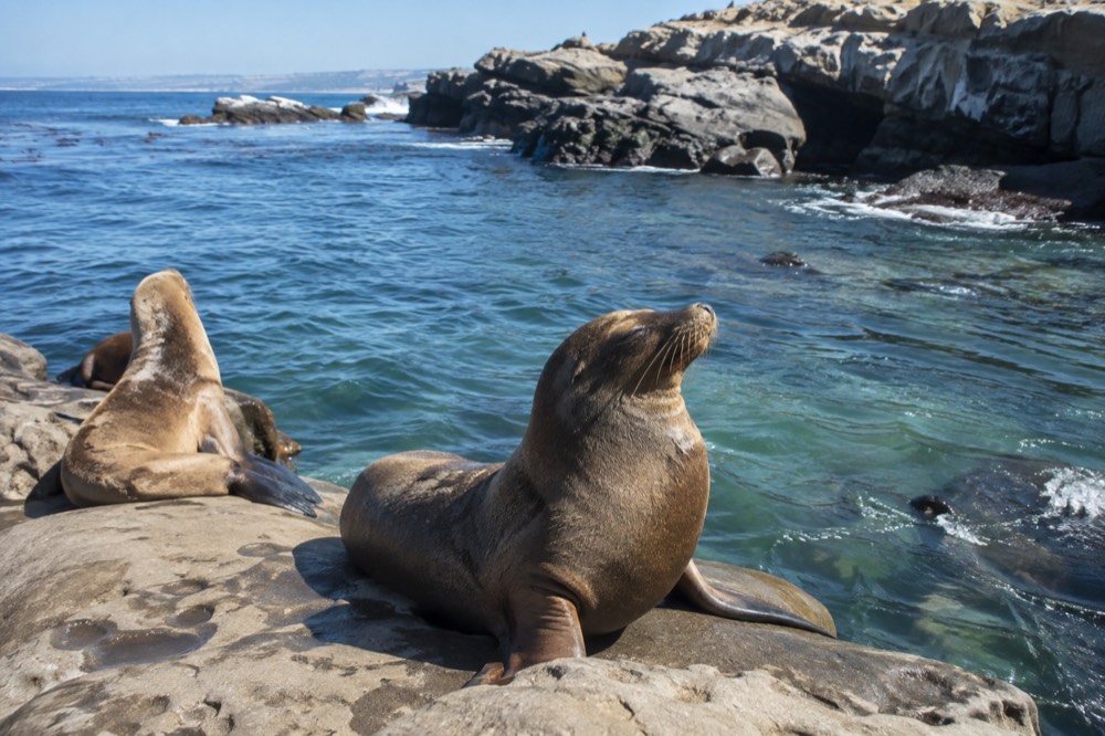 Sea lions resting on smooth rocks above clear green water near a rocky cove