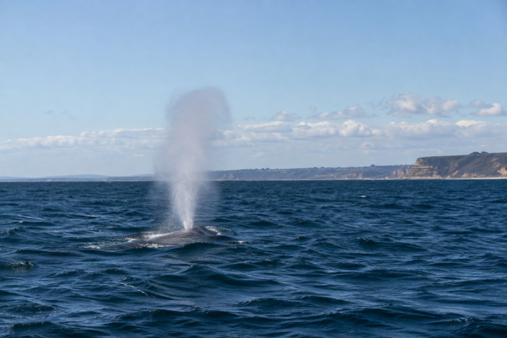 A whale spout rising above open ocean water with a distant headland on the horizon
