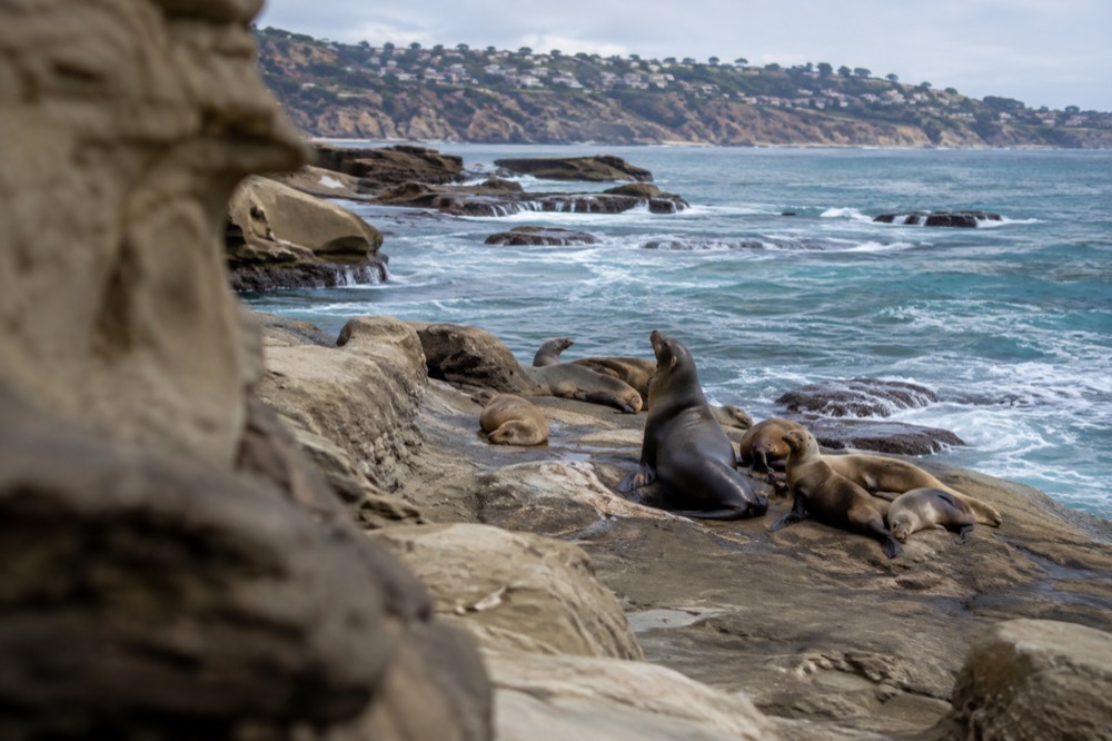 Turquoise cove water with sea lions resting on sandstone rocks