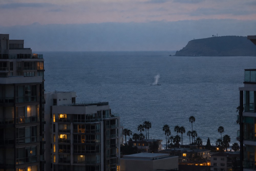 A whale spout rising above calm open ocean near a headland