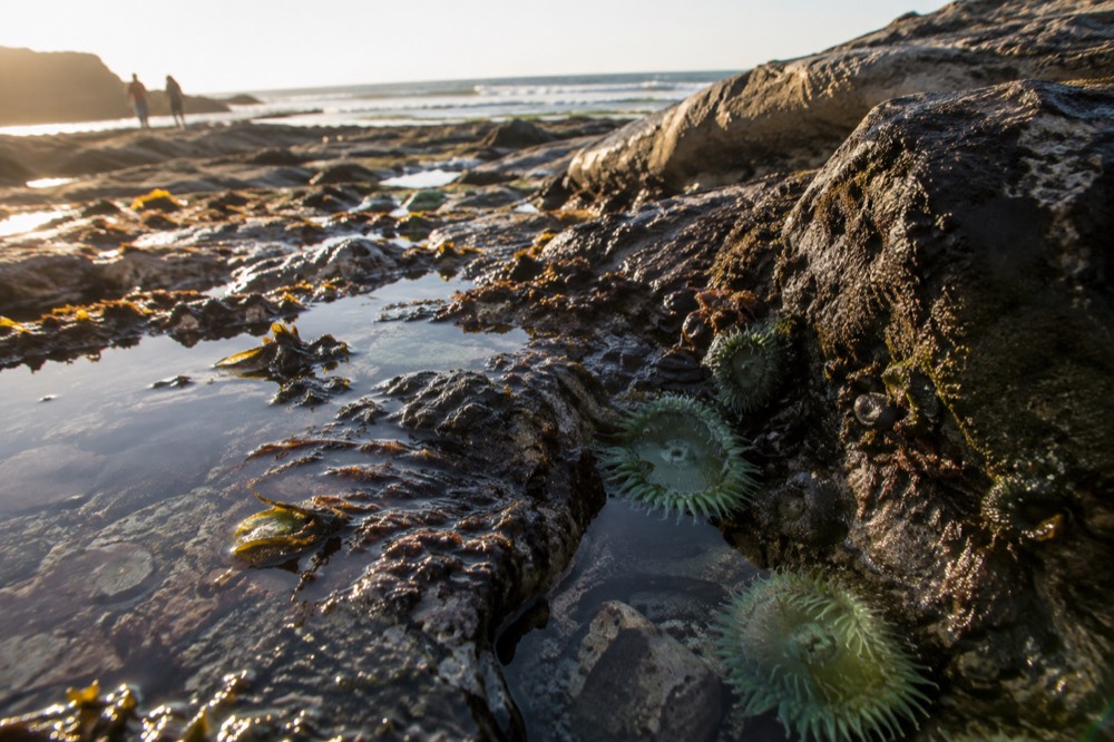 Close view of a shallow tide pool with green anemones and small crabs on wet rock