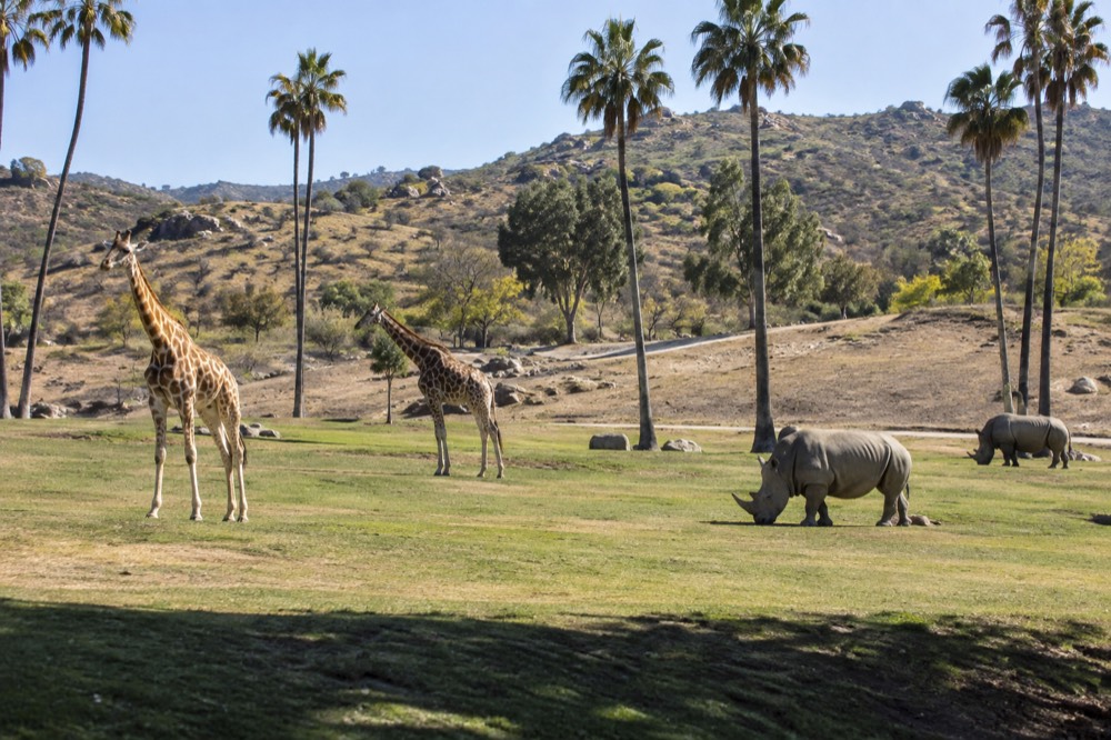 Giraffes and rhinos grazing across a wide open field at the Safari Park