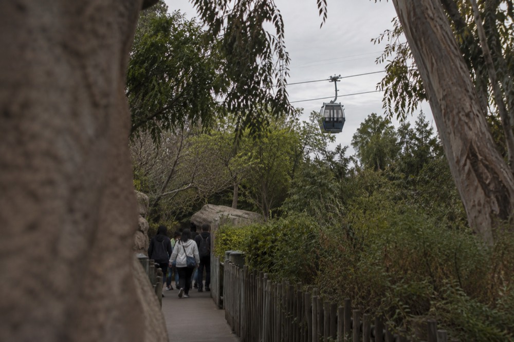 An aerial skyway cabin moving above tree canopy at the San Diego Zoo