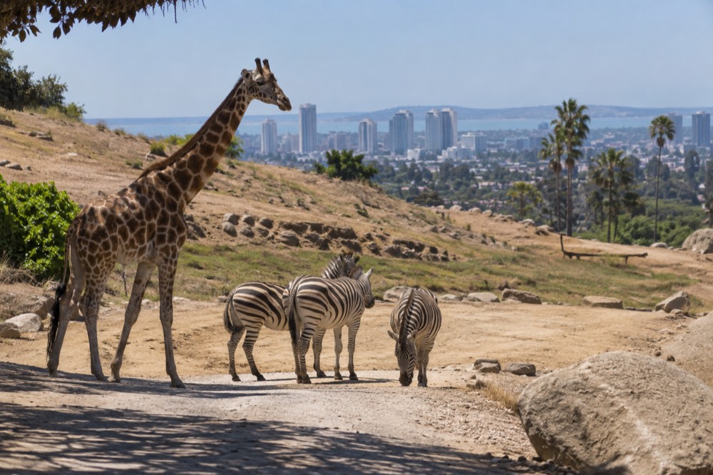 A giraffe standing on a dirt road beside zebras in a wide savanna enclosure