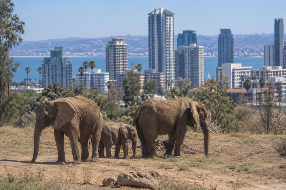 A family of elephants standing in a dusty field under a clear afternoon sky