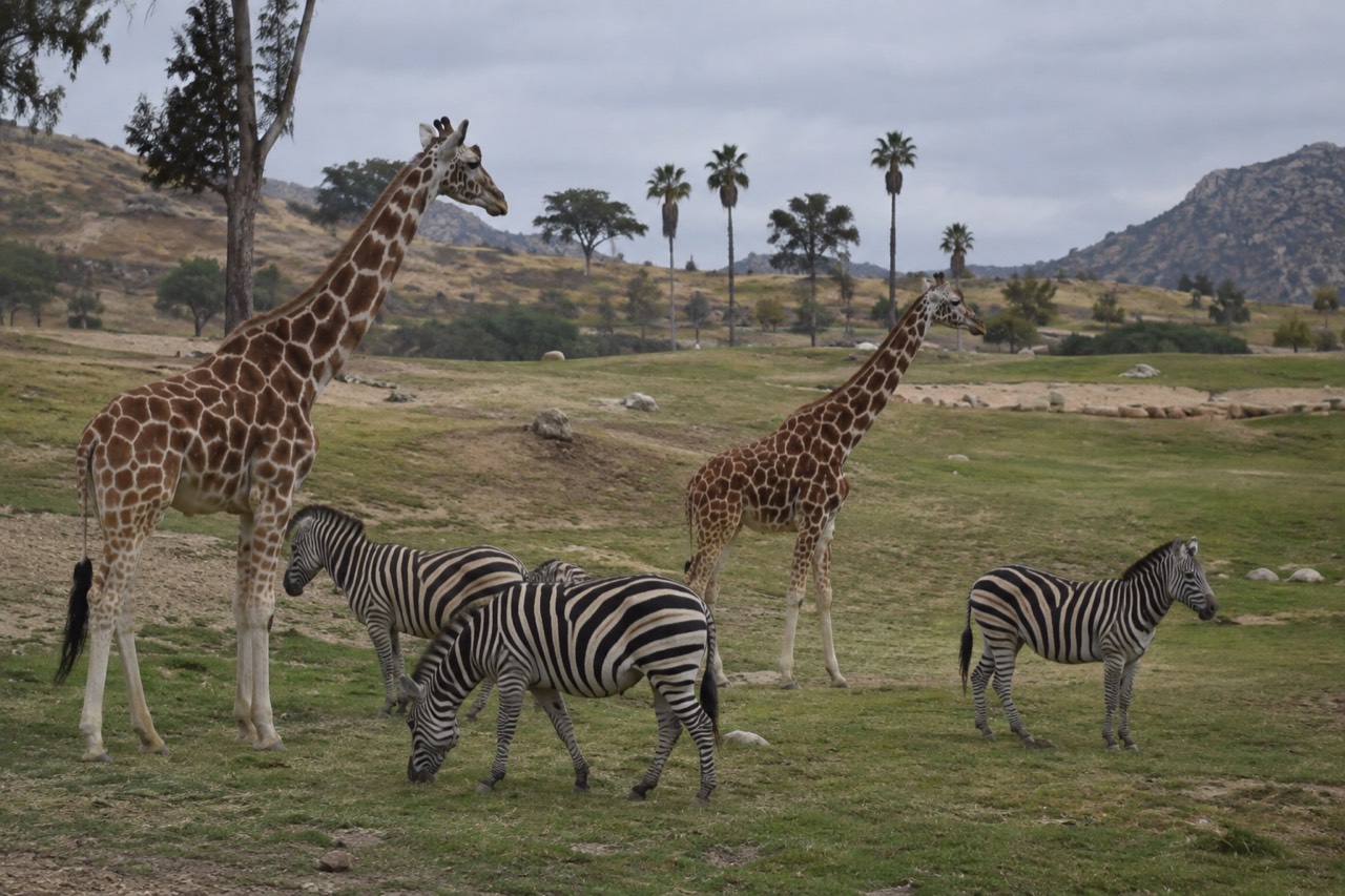 Giraffes and zebras standing together in an open savanna field at the San Diego Zoo Safari Park