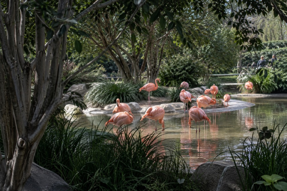 Flamingos standing in a shallow lagoon at the San Diego Zoo