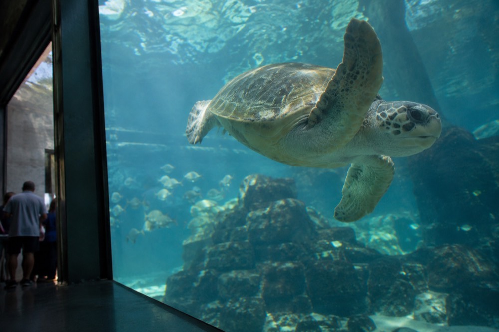Sea turtle swimming past a viewing window in a large aquarium tank