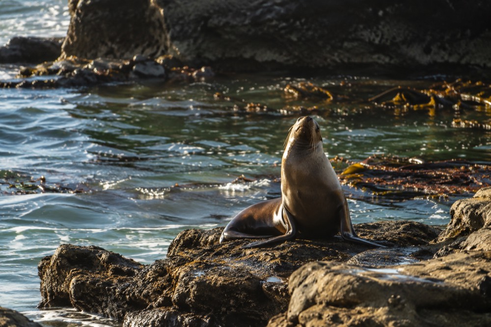 A sea lion resting on wet rocks near kelp-filled green water