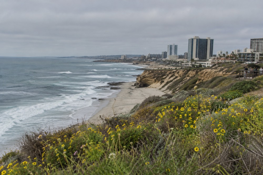 Spring wildflowers blooming on a coastal bluff above the Pacific Ocean