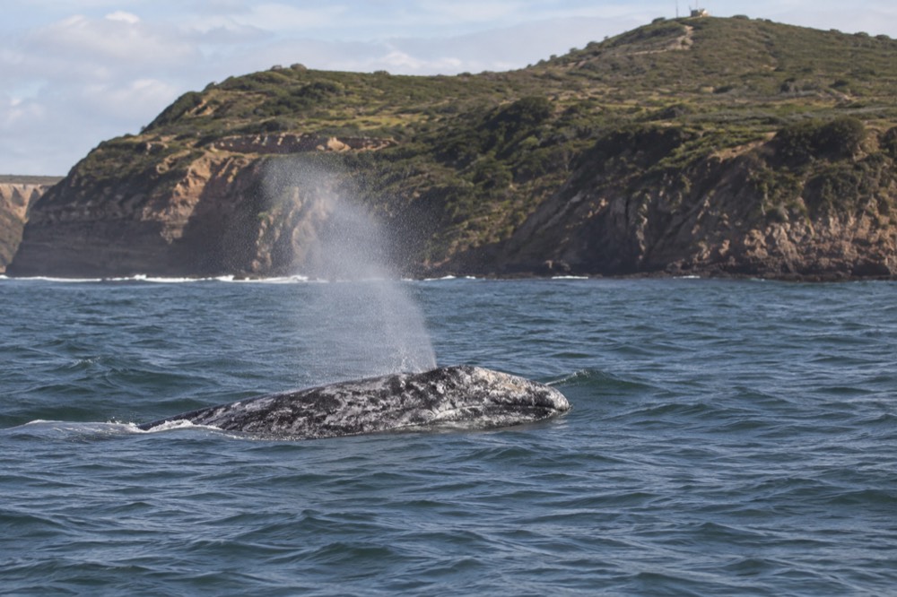 A gray whale surfacing near a Point Loma headland